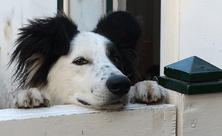 Scopri di più sull'articolo Regolamento condominiale sugli animali