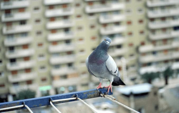Scopri di più sull'articolo Metodo Serio per Allontanare i Piccioni dal Condominio
