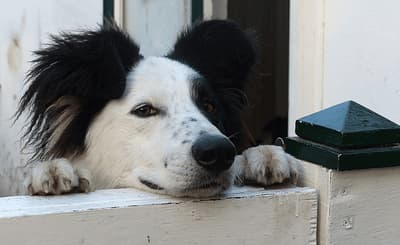 Scopri di più sull'articolo Regolamento condominiale sugli animali