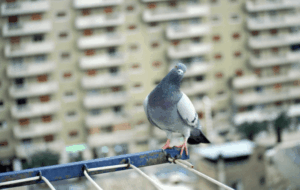 Scopri di più sull'articolo Metodo Serio per Allontanare i Piccioni dal Condominio